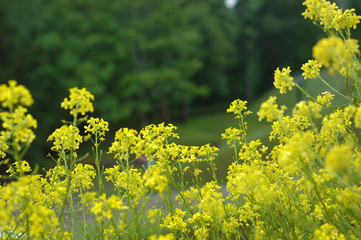 Yellow Flowers
