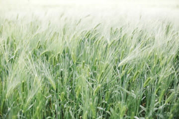 Immature wheat in the field