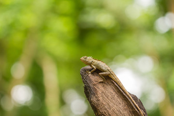Chameleon in nature Asian style.