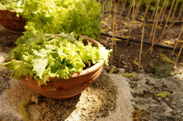 Home grown lettuce