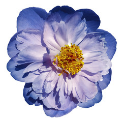 Peony flower blue-pink on a white isolated background with clipping path. Nature. Closeup no shadows. Garden flower.