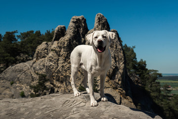 junger labrador retriever hund welpe beim klettern auf einem berg mit blauem himmel 