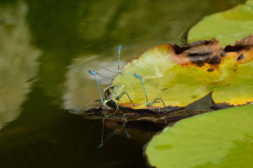 Group of azure damselflies mating on the water lily