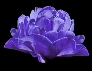 Panele Szklane  Tulipany fioletowe kwiaty na czarnym tle na białym tle ze ścieżką przycinającą. Zbliżenie. bez cieni. Natura. .