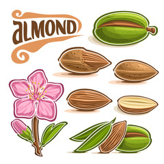 Obraz na płótnie Canvas Vector set of Almond Nuts: branch of tree with pink blooming flower and green leaf, lettering title - almond, diet organic food, almond nuts in nutshell and peeled fruit isolated on white background.