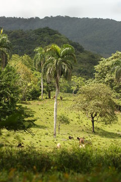 campo