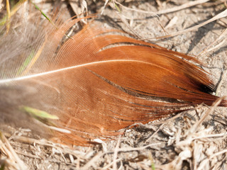 bird feather on the ground