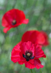 Wild scarlet poppy on a natural background