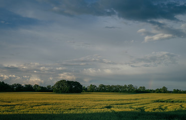 Wheat Fields with Storm Clouds and Rainbow