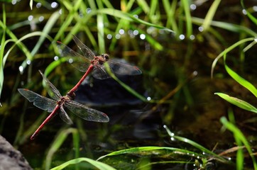 Coupling of red dragonflies, in flight and near water