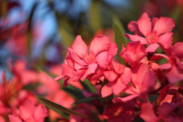 Oleander