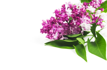 Lilac flowers bunch over white background. Beautiful violet Lilac flower border design isolated on white. Copy space for your text