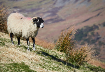 Obraz premium Sheep grazing on open ground in the mountains, hills of the English countryside. Livestock, hill farming.