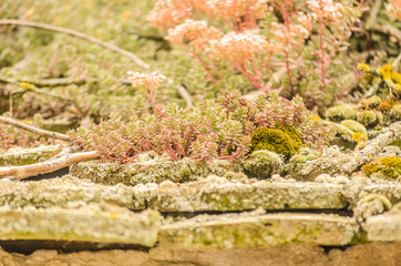 Moss on the roof of the old house 
