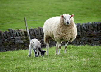 Sheep with their young lambs in a green field in springtime in the English countryside. Livestock, hill farming.