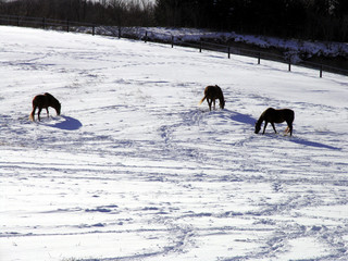 Naklejka premium 冬の馬