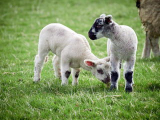 Sheep with their young lambs in a green field in springtime in the English countryside. Livestock, hill farming.