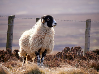 Obraz premium Sheep grazing on open ground in the mountains, hills of the English countryside. Livestock, hill farming.