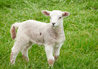 Naklejka na ściany i meble Sheep with their young lambs in a green field in springtime in the English countryside. Livestock, hill farming.