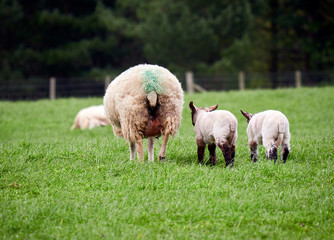 Obraz premium Sheep with their young lambs in a green field in springtime in the English countryside. Livestock, hill farming.