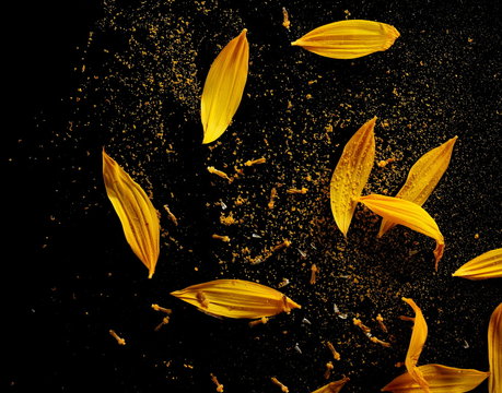 Fototapeta Sunflower petals with pollen isolated on black background