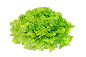 Salade feuille de chêne verte