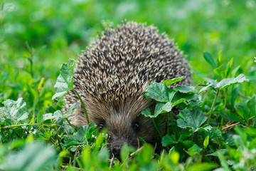 hedgehog on the grass