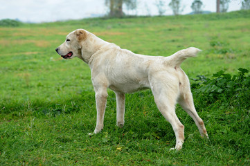 Central Asia Shepherd Dog