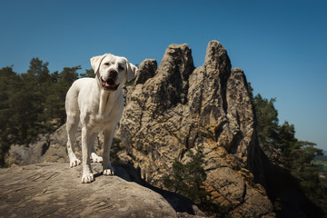 junger labrador retriever hund welpe beim klettern auf einem berg mit blauem himmel 