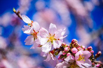 Pink flowering almond trees against  blue  sky, copy space
