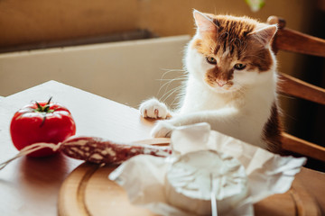 The cat helps to cook a delicious dinner with cheese, salami and tomatoes