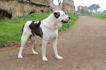 Central Asia Shepherd Dog