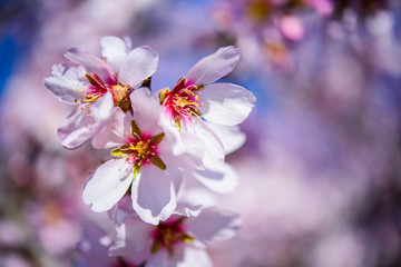 Fototapeta na wymiar Flowering almond trees against blue sky, closeup, copy space