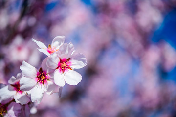 Fototapeta na wymiar Flowering almond trees against blue sky, copy space