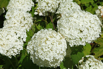 Hydrangea arborescens annabelle