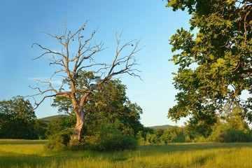 Summer forest, meadows and pastures landscape in Slovakia. Evening scenery in Gavurky. Sunlit country with dry tree
