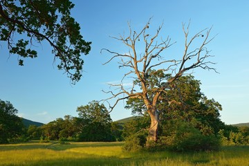 Summer forest, meadows and pastures landscape in Slovakia. Evening scenery in Gavurky. Sunlit country with dry tree © matkovci