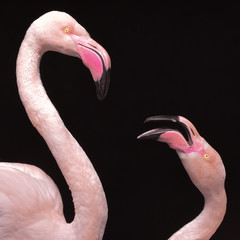 flamingo argument