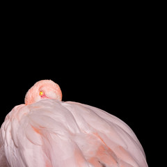 Fototapeta premium sleepy flamingo