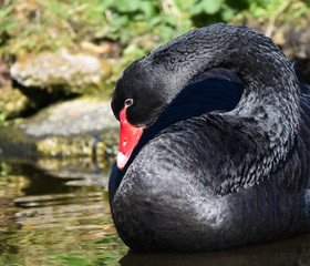 Fototapeta premium beautiful black swan