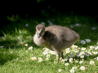 chick © Jolyon Rogers