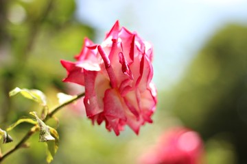 Red Skewed Rose in Nature