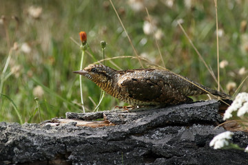 The Eurasian wryneck (Jynx torquilla) on the dry trunk