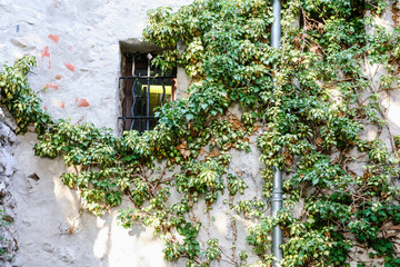 Fototapeta na wymiar green ivy on wall of medieval house in Eze town