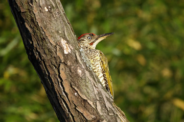 The European green woodpecker (Picus viridis) sitting on the dry trunk,young bird