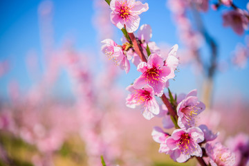Garden of flowering almond trees against  blue  sky
