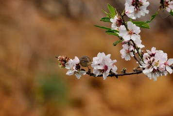 Branch of almond tree in bloom and small phylloscopus bird 