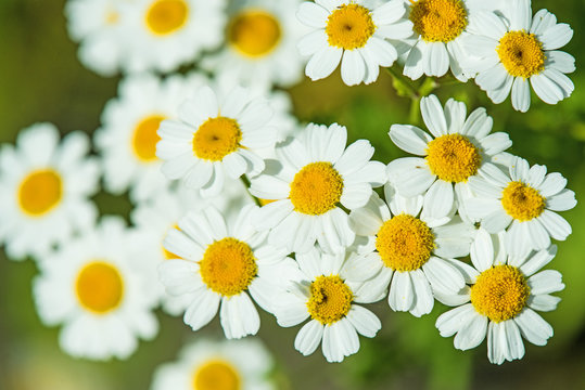 Mutterkraut, Chrysanthmemum parthenium, Heilpflanze mit Bl&uuml;te