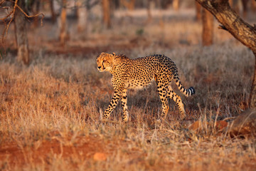 The cheetah (Acinonyx jubatus) walks in the evening light
