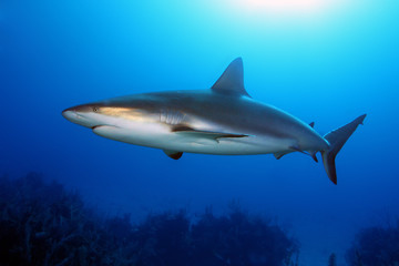 Naklejka premium The Caribbean reef shark (Carcharhinus perezii) swims over reef in blue